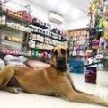 Dogs And Pet Products In Surat